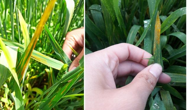 Yağmurlu geçen günler Sarıpas ve fungal hastalığına sebep oldu