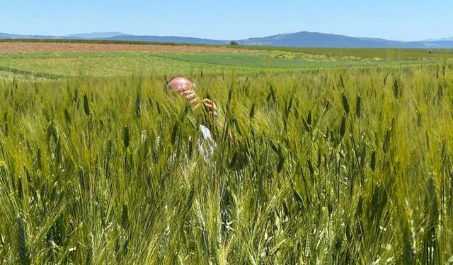 Bu buğday başka buğday... Boyu insan boyunu geçti