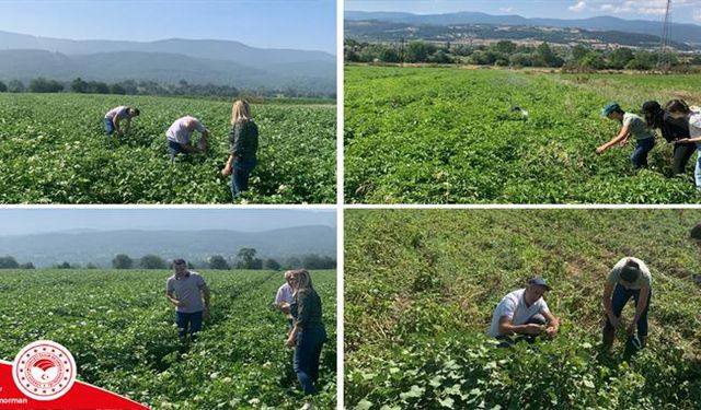 Bolulu üreticiler Uyarıldı! Patates Mildiyösüne Dikkat