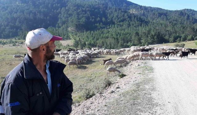 Çobanlık için Bolu’ya geldi! 1.5 yıldır çobanlık yapıyor