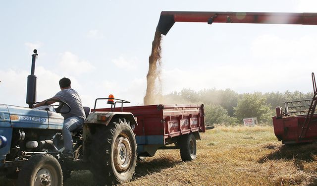 Bolu'da Iza Buğdayı için hasat başladı. Tam bir Protein deposu