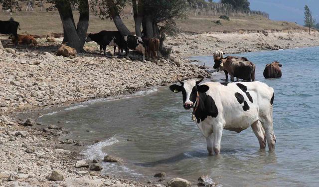 Sıcaktan bunalan inekler Bolu’da göle girdi