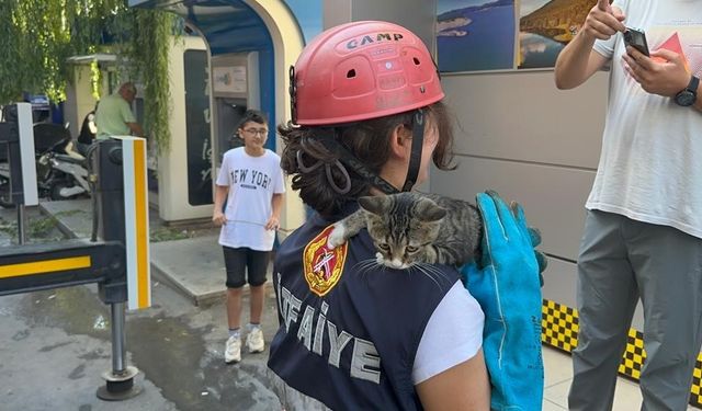 Yaramaz kedi 4 metre yüksekte kalınca imdadına itfaiye yetişti