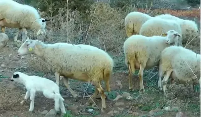 Esrar Tarlasına Giren Koyunlar: 300 Kilo Keneviri Yediler