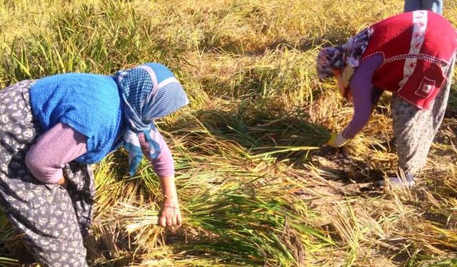 Sabahın erken saatlerinde geleneksel yöntem kullanarak hasat yaptılar