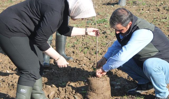 Fındıkta verim ve kalite artıracak proje