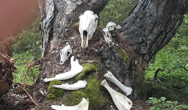 Doğaseverlerin Buluşma Noktası "Bolu Belgeseli" Konuya Açıklık Getirdi