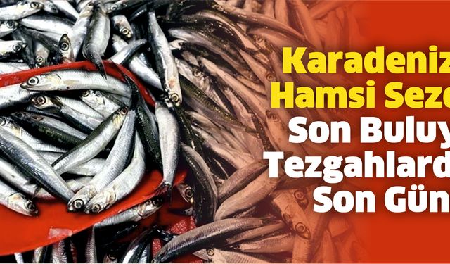 Karadeniz'de Hamsi Sezonu Son Buluyor: Tezgahlardaki Son Günler!