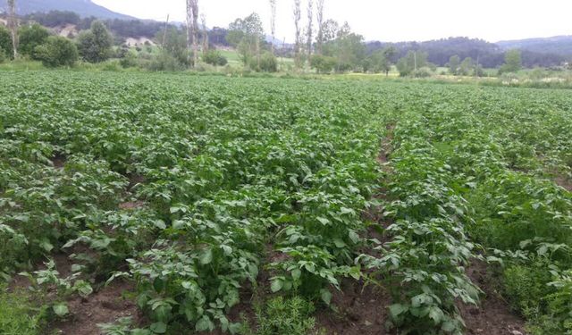 Bolu Ziraat Odası: Patates Fiyatları Sabit Kaldı