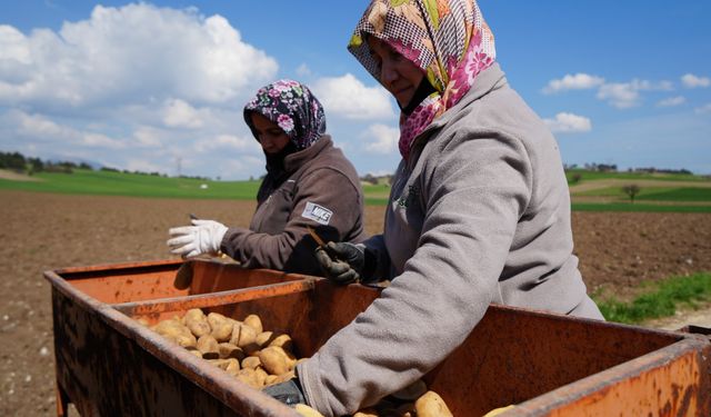 Bolu'da Patates Ekim Sezonu Başladı: Çiftçiler Yeniden Umudu Patatese Bağladı