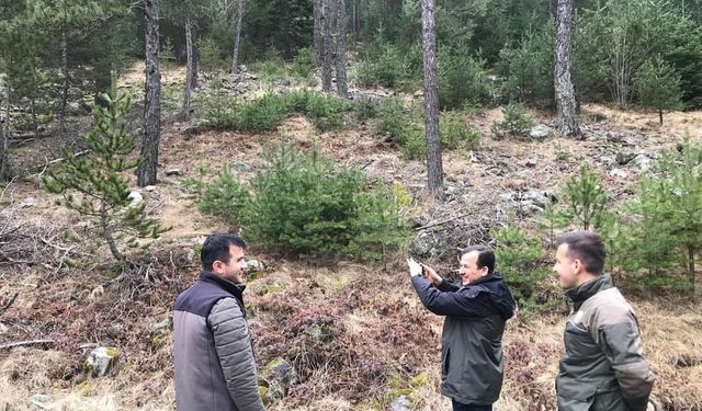 Kıbrıscık Ormanlarında Gençleştirme Sahaları Denetlendi