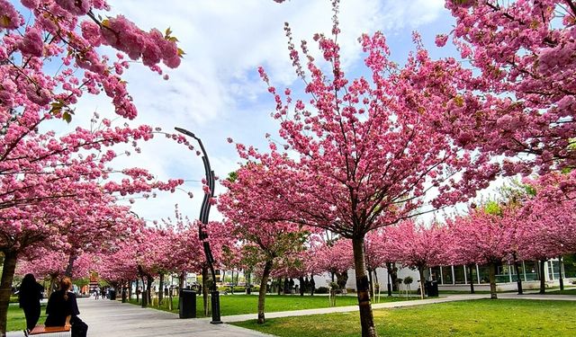 Bolu Merkezindeki Anıtpark, Çiçeklerle Donandı: Adeta Bir Çiçek Bahçesi