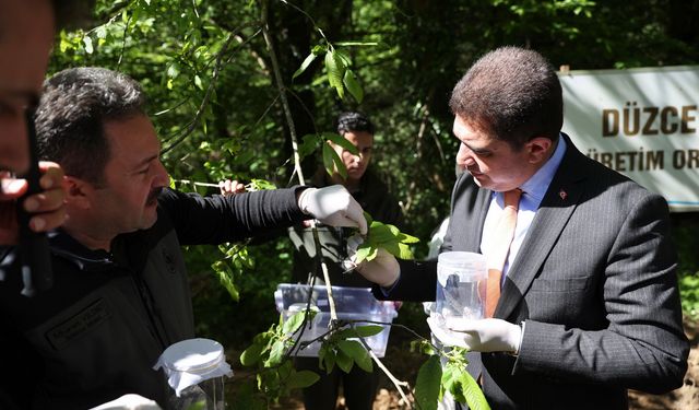 “Torymus Sinensis” iş başında.