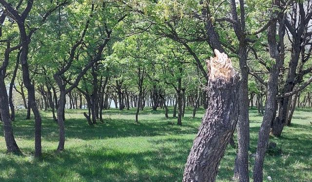 Gölköy'de ağaçları talan ettiler