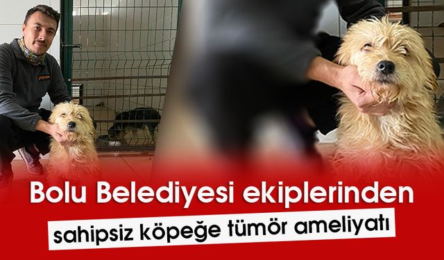 Sahipsiz köpeğe tümör ameliyatı yapılacak