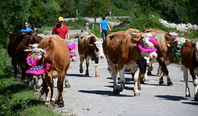 En renkli yolculuk! Hayvanlarını yaylaya süsleyip götürdüler