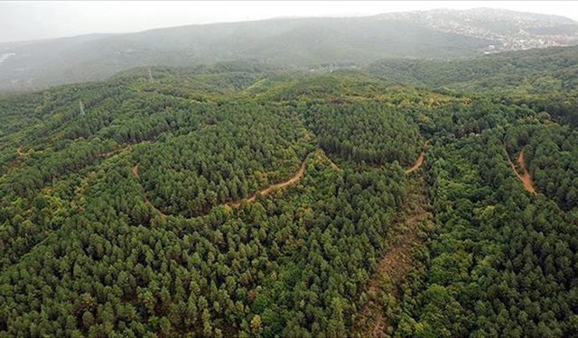 Bolu’da ormana girmek yasak!