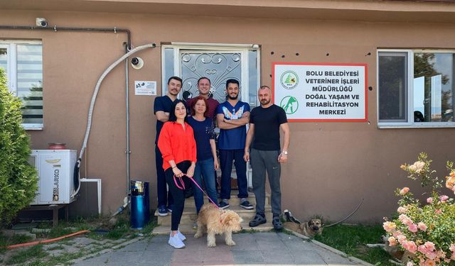 Tümör ameliyatı olan Terrier cinsi köpek sahiplendirildi