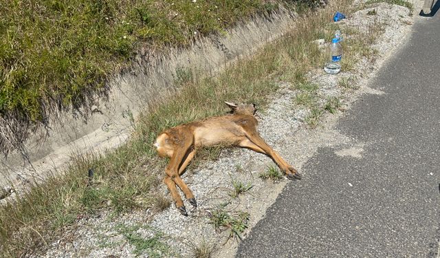 Bolu Dağı’nda avcılardan kaçtığı iddia edilen karacaya araç çarptı