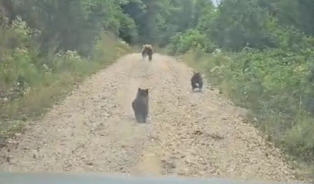 Bolu’da yine ayı vakası