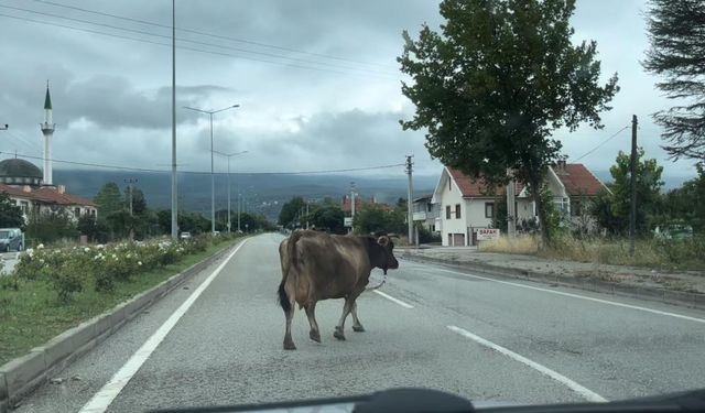 İnek araçlara aldırış etmeden trafiği tehlikeye soktu