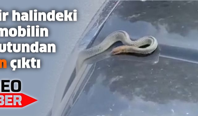 Seyir halindeki otomobilin kaputundan yılan çıktı