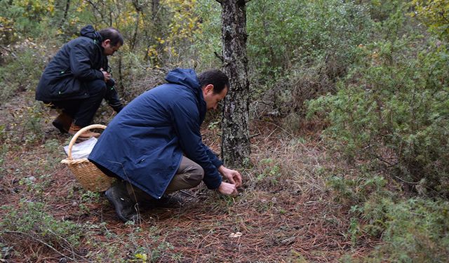 Bolu’da bol miktarda var! Sonbaharın Mucizesi: Kanlıca Mantarı