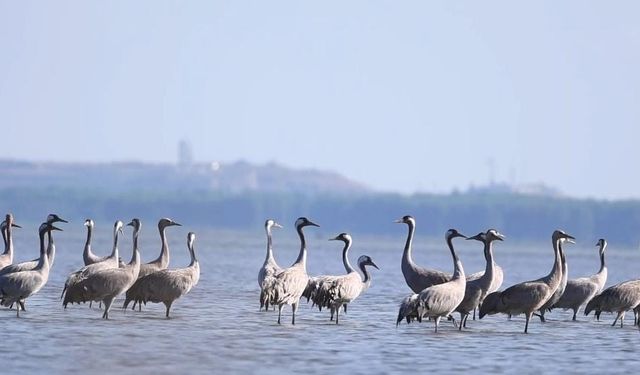 Turnalar Bolu’dan geçti