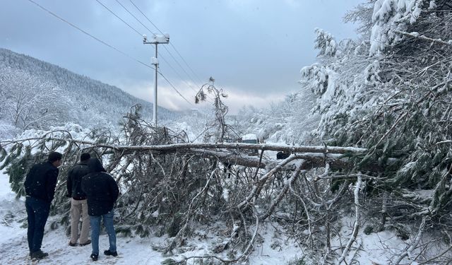 Abant yoluna dikkat! Ağaç devrildi, tatilciler yolda kaldı