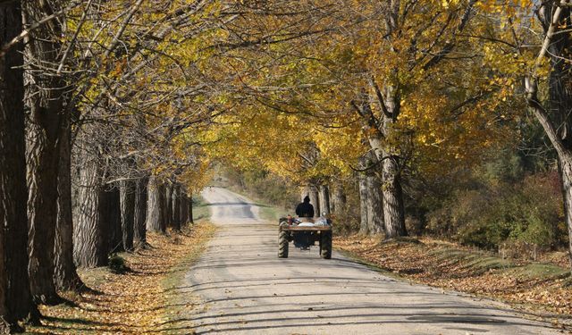 Bu yol yeni evlenen çiftlerin uğrak noktası: Aşıklar yolu