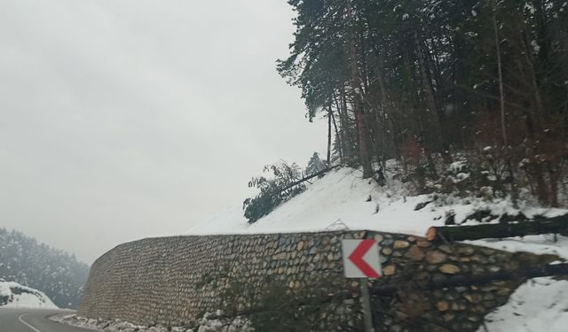 Aniden Bastıran Kar Yağışı Ağaçları Vurdu