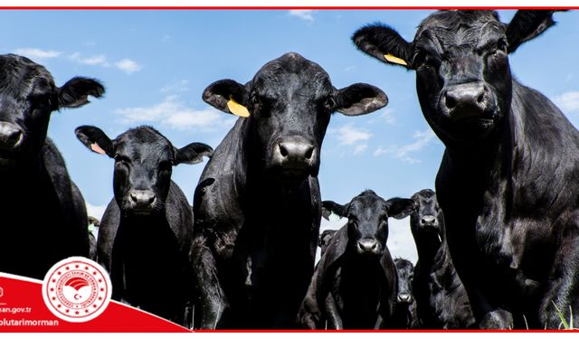 Bolu’da "Kırsalda Bereket Hayvancılığa Destek Projesi"ne Yoğun İlgi