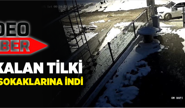Aç kalan tilki Bolu sokaklarına indi