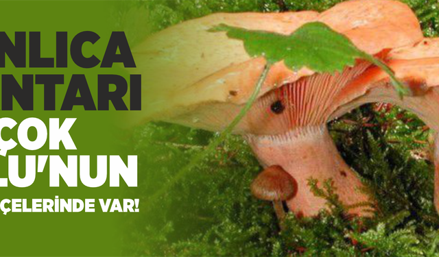 Kanlıca Mantarı En çok Bolu'nun hangi ilçelerinde var!