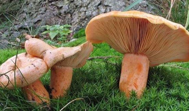 Kanlıca Mantarı En çok Bolu'nun hangi ilçelerinde var!