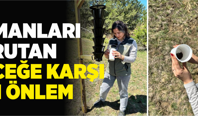 Ormanları kurutan böceğe karşı sıkı önlem