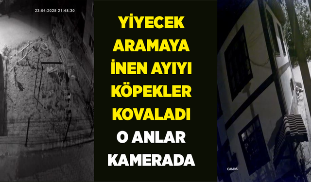 Yiyecek aramaya inen ayıyı köpekler kovaladı