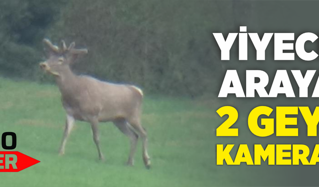 Yiyecek arayan 2 geyik kamerada