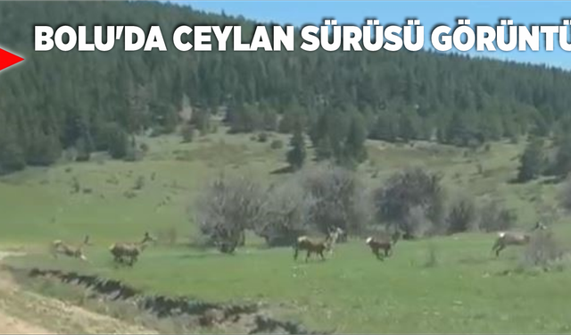 Bolu'da ceylan sürüsü görüntülendi