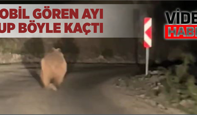 Bolu’da otomobil gören ayı korkup böyle kaçtı