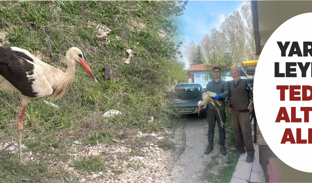Bolu’da yaralı leylek tedavi altına alındı