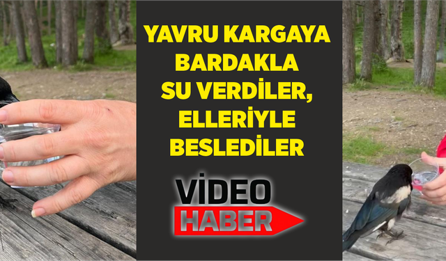 Yavru kargaya bardakla su verdiler, elleriyle beslediler