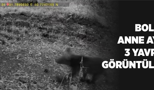 Bolu’da anne ayı ve 3 yavrusu görüntülendi