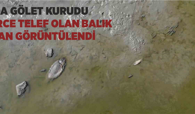 Bolu’da gölet kurudu: Yüzlerce telef olan balık havadan görüntülendi