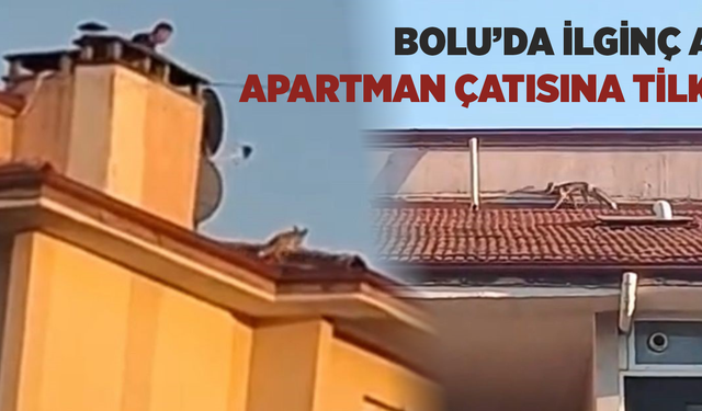 Bolu’da ilginç anlar: Apartman çatısına tilki çıktı