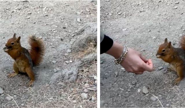 Bolu’da piknikçilere sürpriz ziyaret