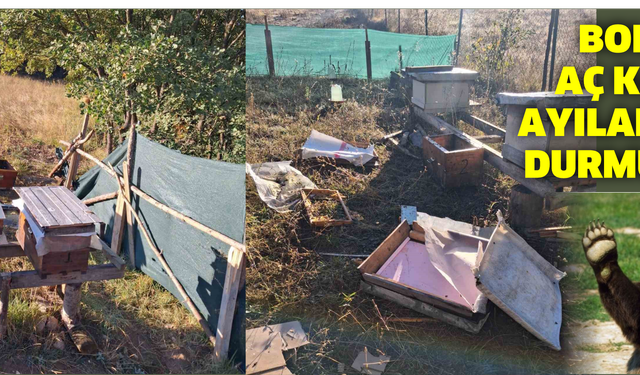 Bolu’da aç kalan ayılar boş durmuyor