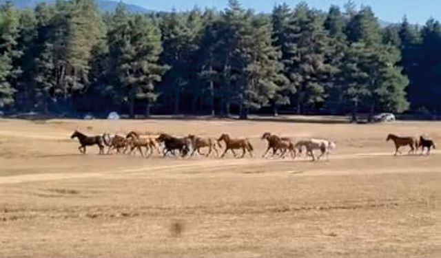 Bolu’da yılkı atlarına kurt saldırdı