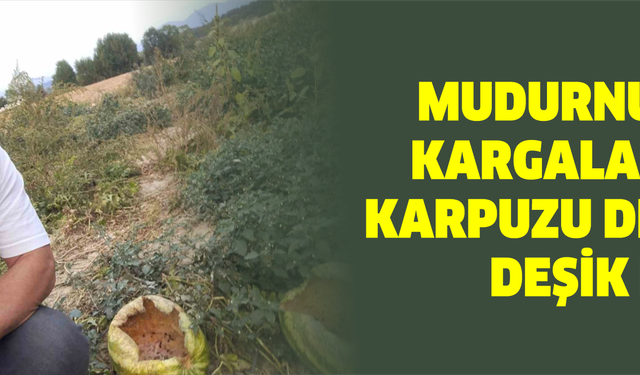 Mudurnu’da kargalar 80 karpuzu delik deşik etti