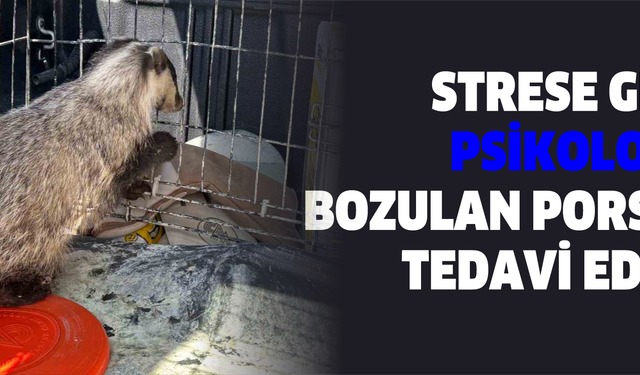 Strese girip psikolojisi bozulan porsuk, tedavi edildi